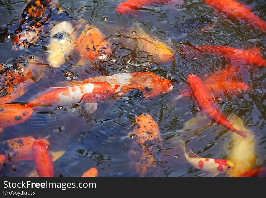 Beautiful golden koi fish in the fish ponds