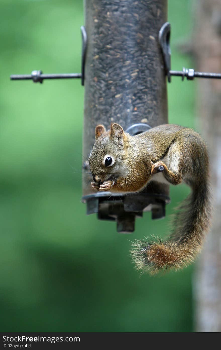 Hanging around