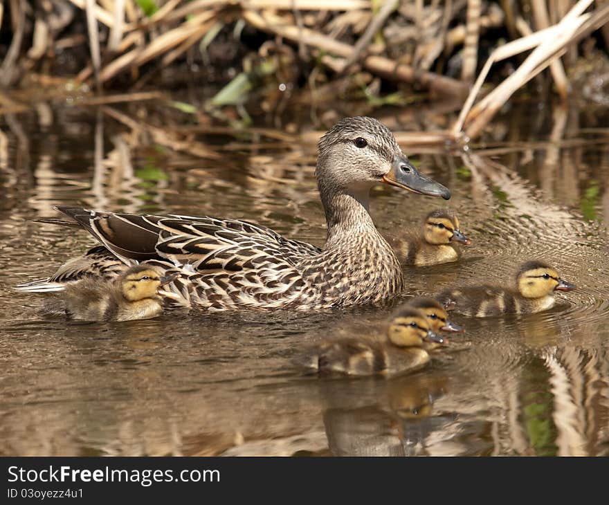 A family of Mallard ducks swimming together. A family of Mallard ducks swimming together.