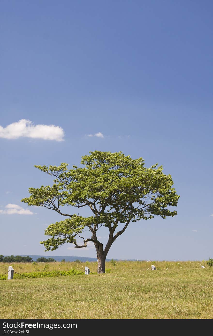 Single Tree In Field