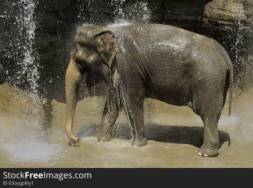 Elephant