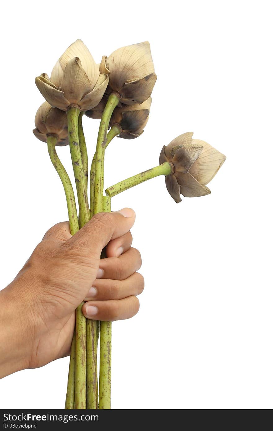 Dried lotus hands to grip. Dried lotus hands to grip.