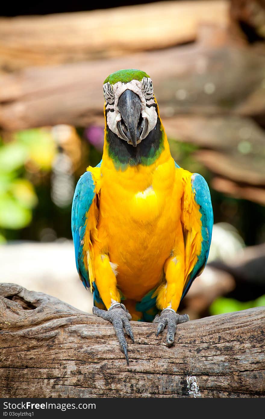 Colorful macaw sitting in a tree