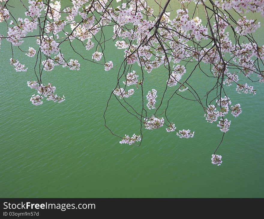 Cherry Tree