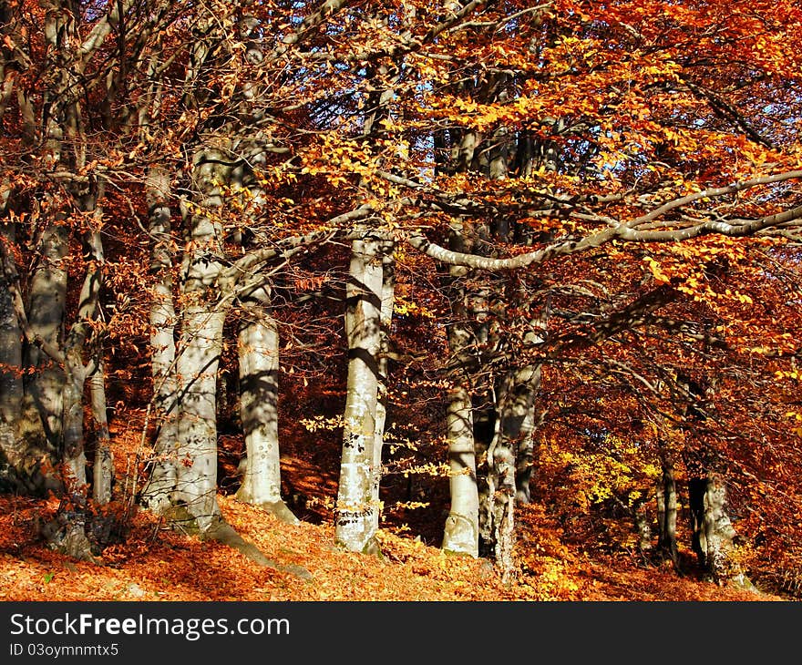 Autumn on a hillside