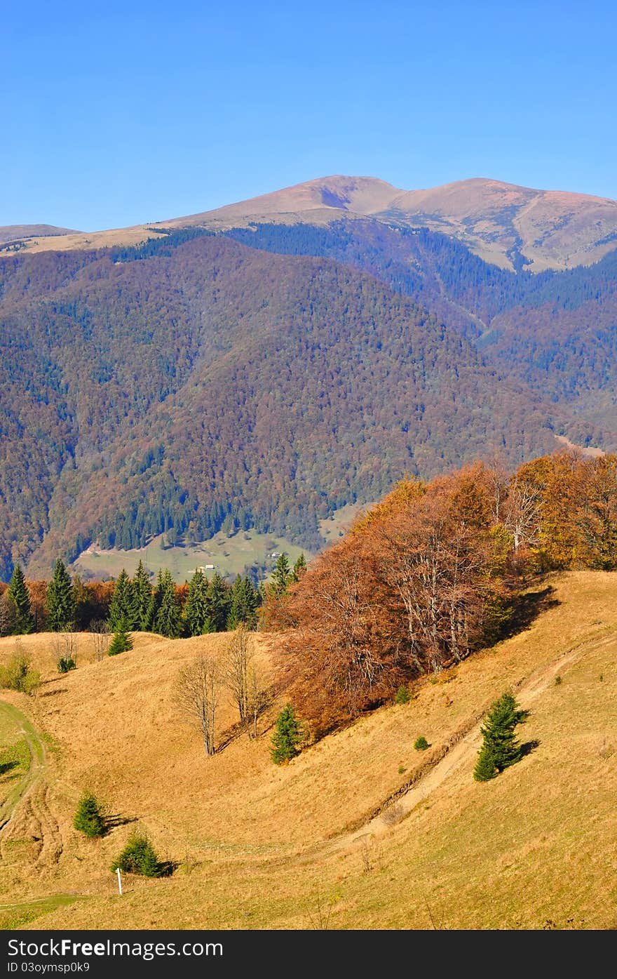 Autumn on a hillside