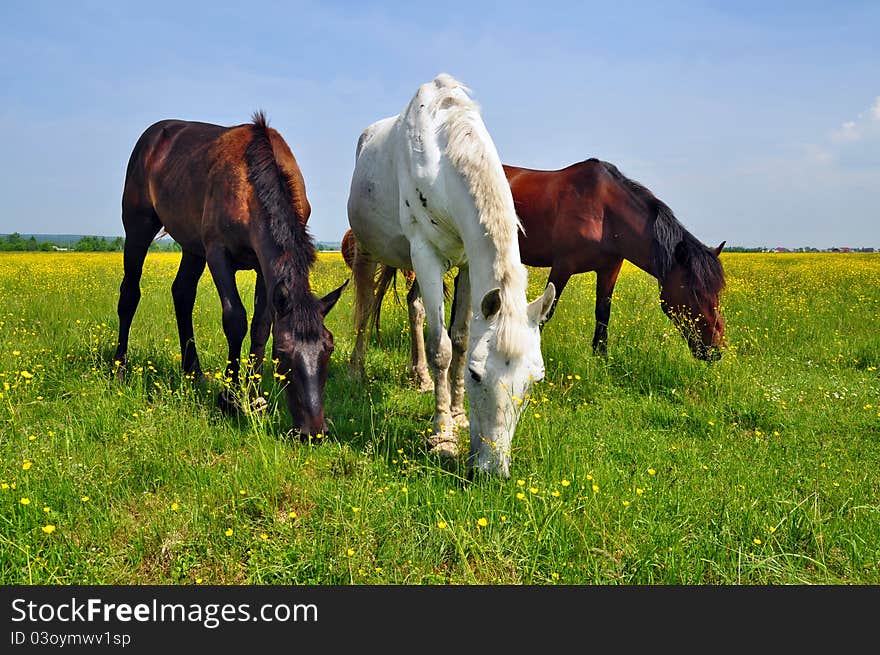 Horses On A Summer Pasture