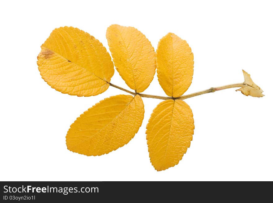 The autumn leaf on white background