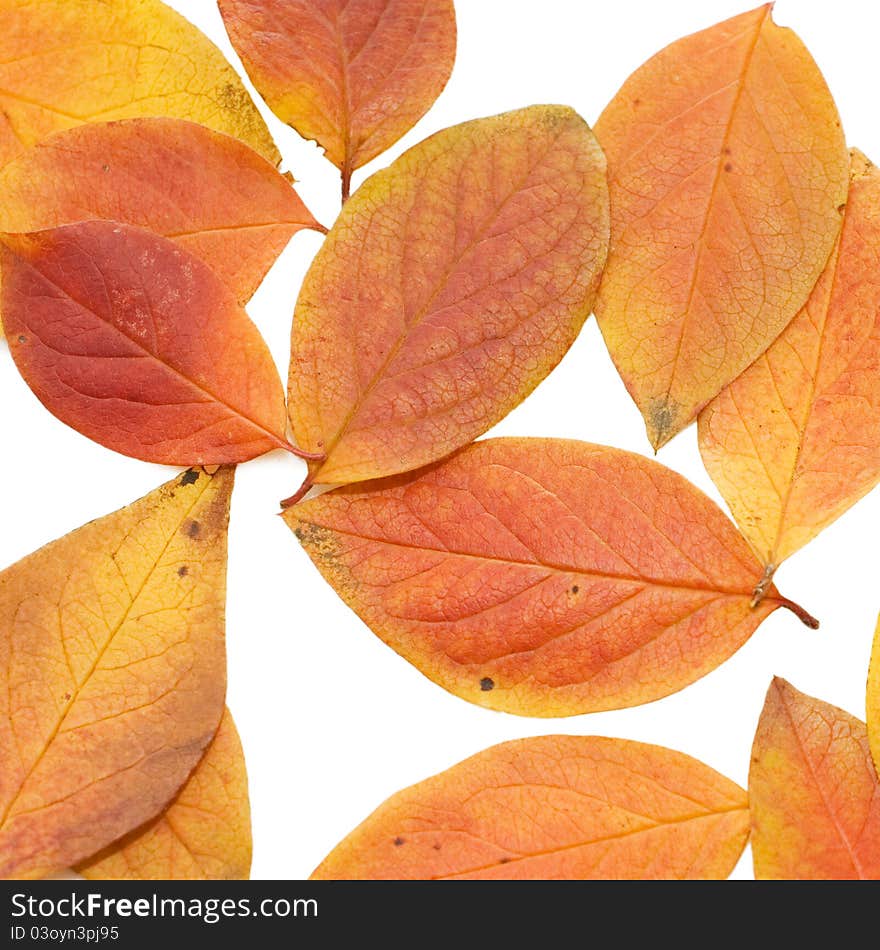 The autumn leaf isolated over white background. The autumn leaf isolated over white background