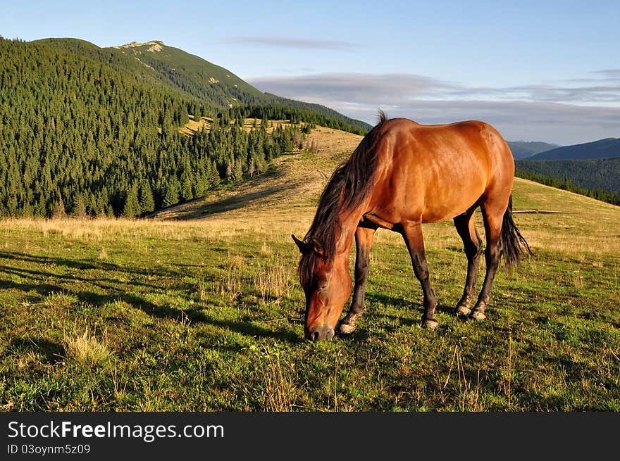 Horse On A Summer Mountain Pasture