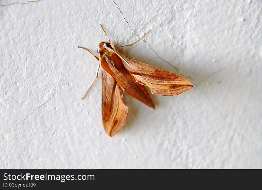 This is a colourful moth. It is a nocturnal and has feathery feelers. They fly around any source of light for example the bulbs. It is fatter than a butterfly. Their abdomens typically end in a point. The hindwings are markedly smaller than the forewings. Antennae are thickened. This is an invertebrate insect. This is a colourful moth. It is a nocturnal and has feathery feelers. They fly around any source of light for example the bulbs. It is fatter than a butterfly. Their abdomens typically end in a point. The hindwings are markedly smaller than the forewings. Antennae are thickened. This is an invertebrate insect.