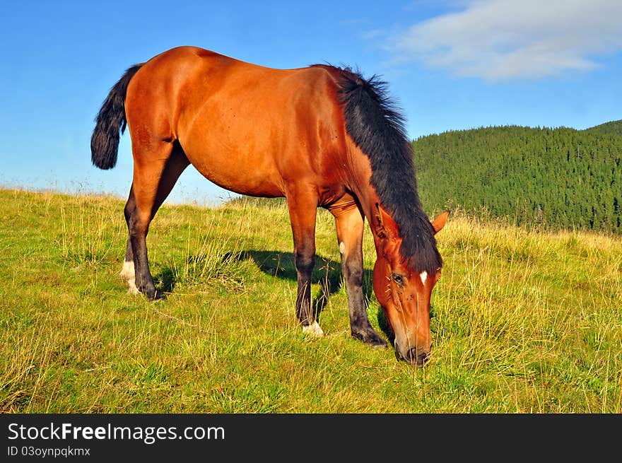 Horse On A Summer Mountain Pasture