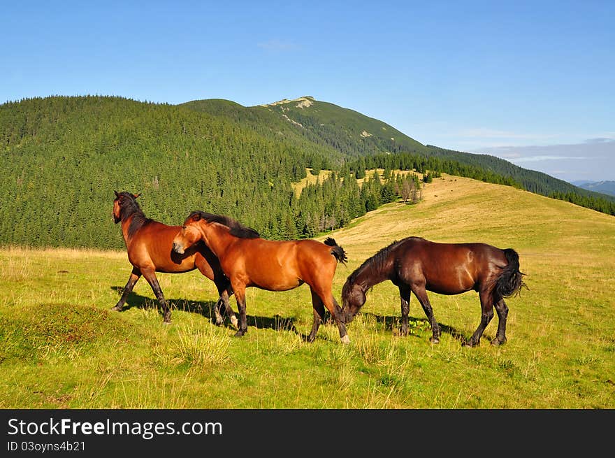 Horses on a summer mountain pasture