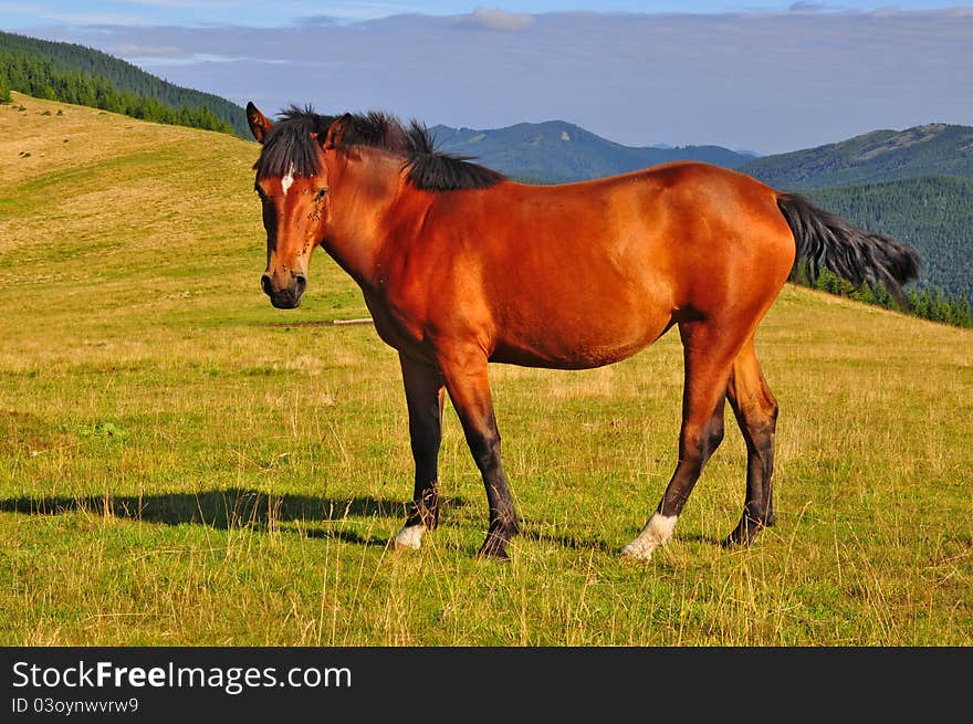 Horse on a summer mountain pasture