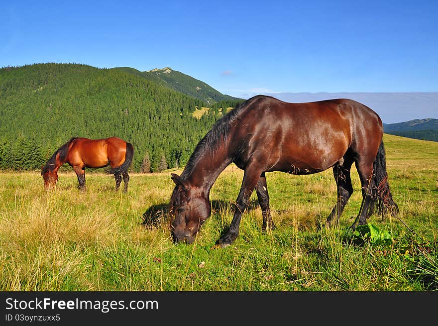 Horses On A Summer Mountain Pasture