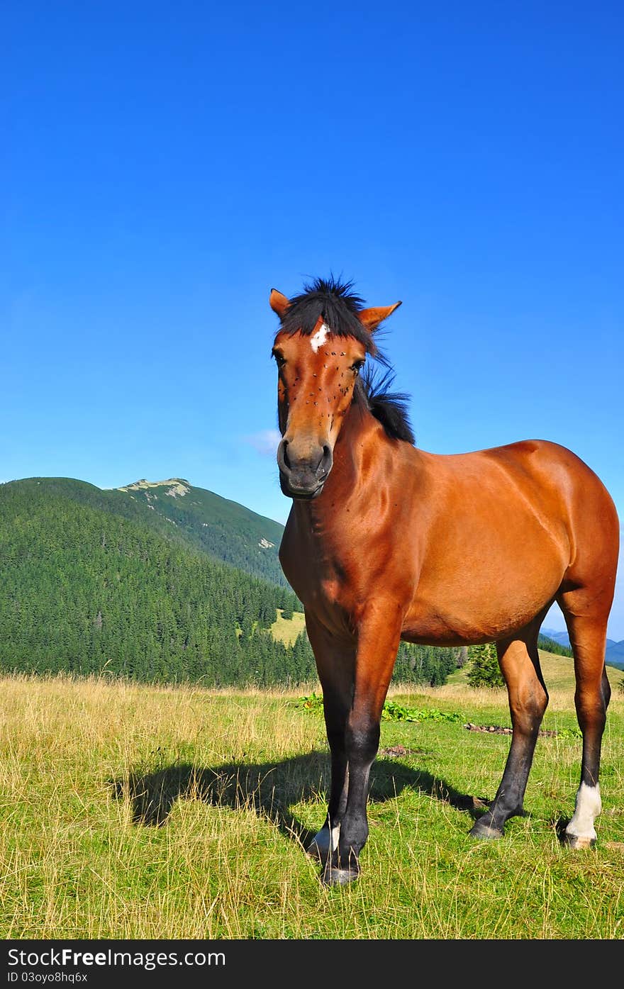 Horse On A Summer Mountain Pasture