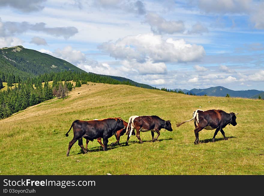 Cows On A Summer Mountain Pasture