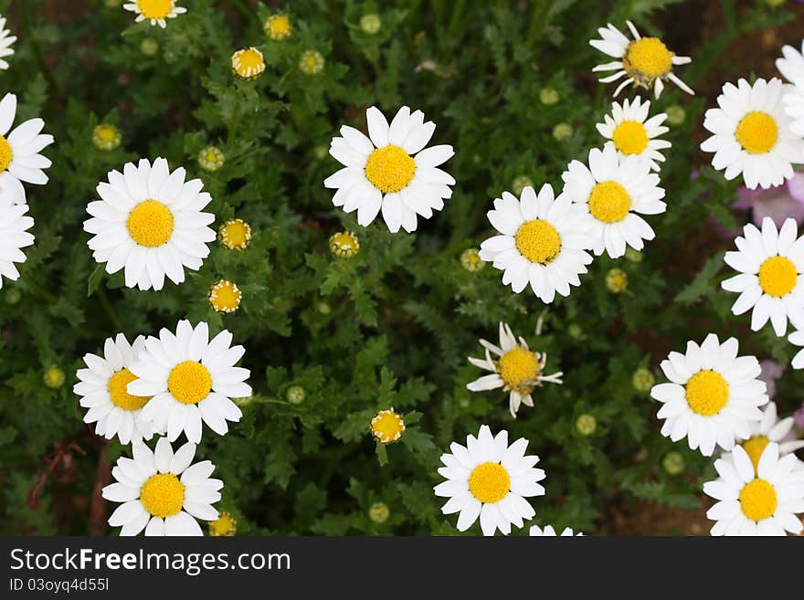 Beautiful daisy flowers blooming in spring time