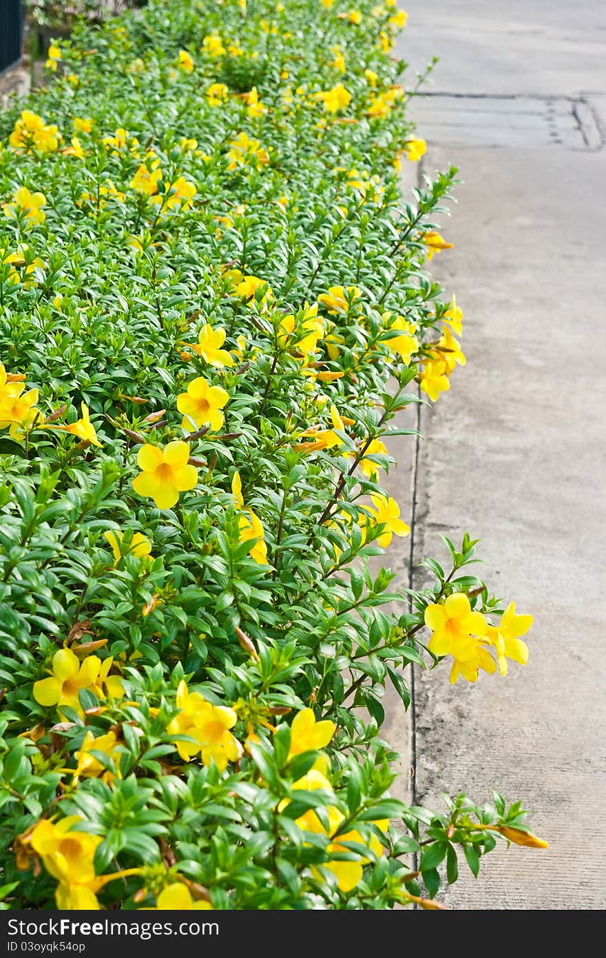 Yellow flower in garden my home. Yellow flower in garden my home