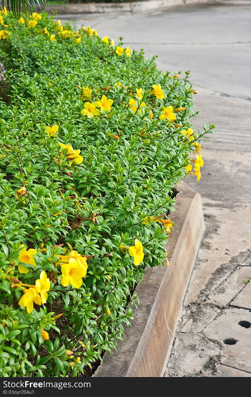 Yellow flower in garden my home. Yellow flower in garden my home