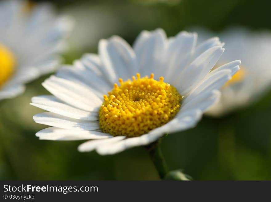 Beautiful daisy flowers blooming in spring time