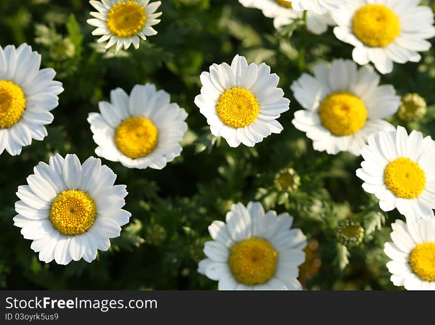 Beautiful daisy flowers blooming in spring time