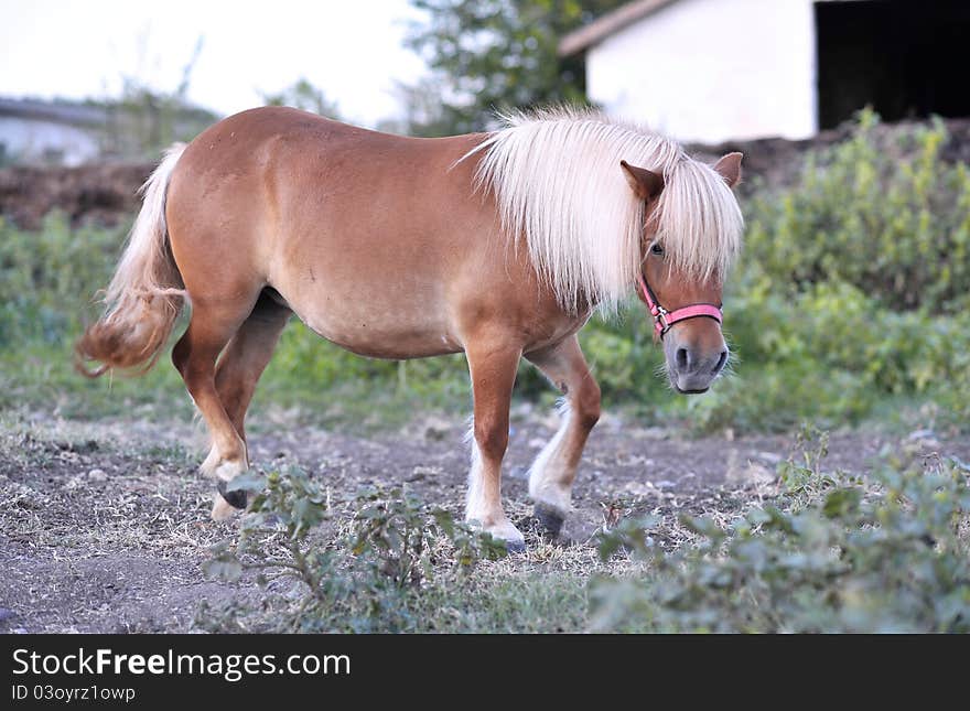 A beautiful and clean pony on the farm. A beautiful and clean pony on the farm