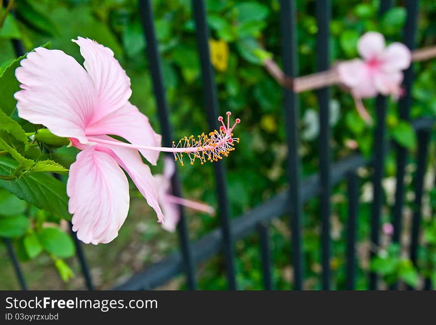 Hibiscus pink flower