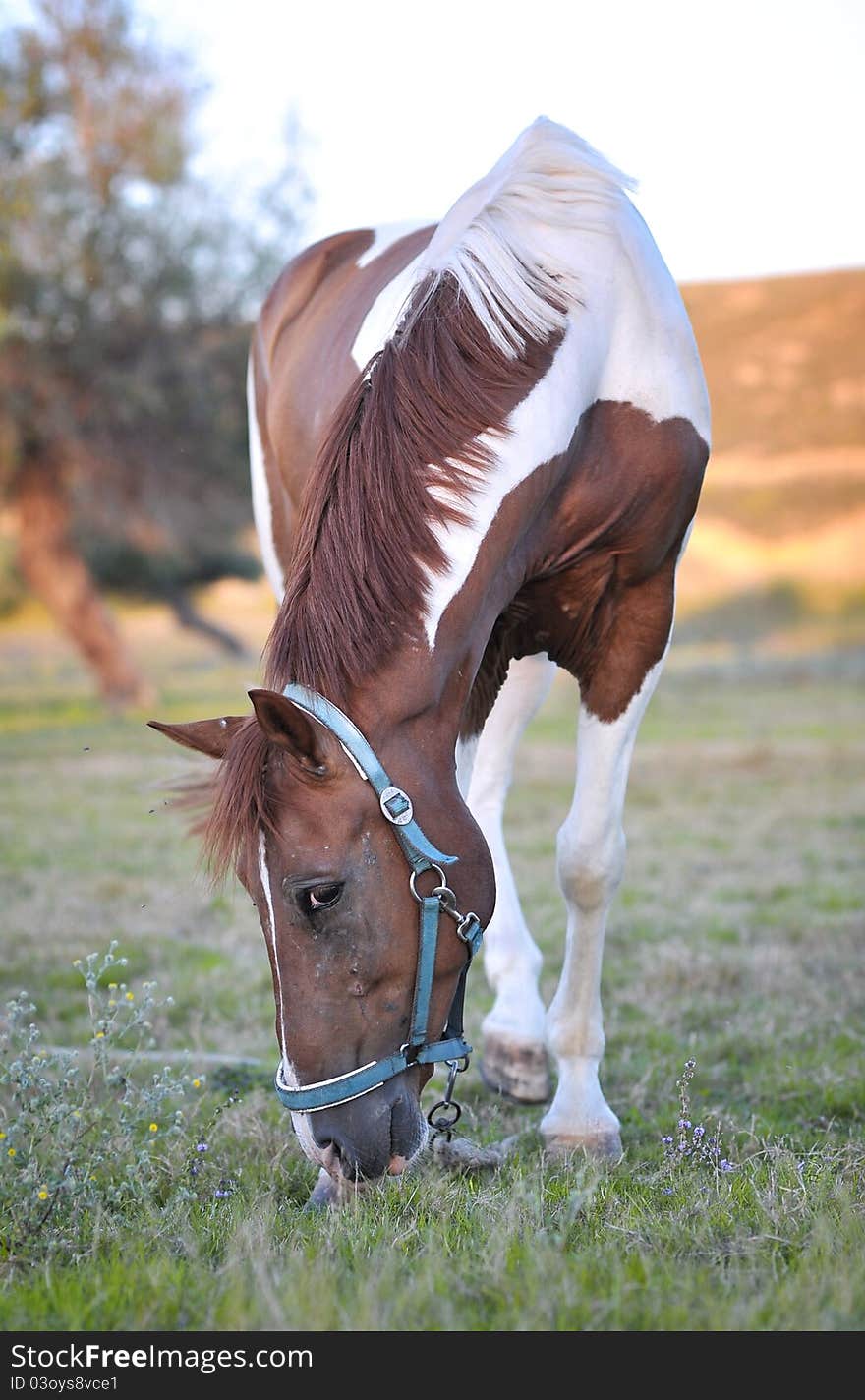 A beautiful and healthy horse in the nature. A beautiful and healthy horse in the nature