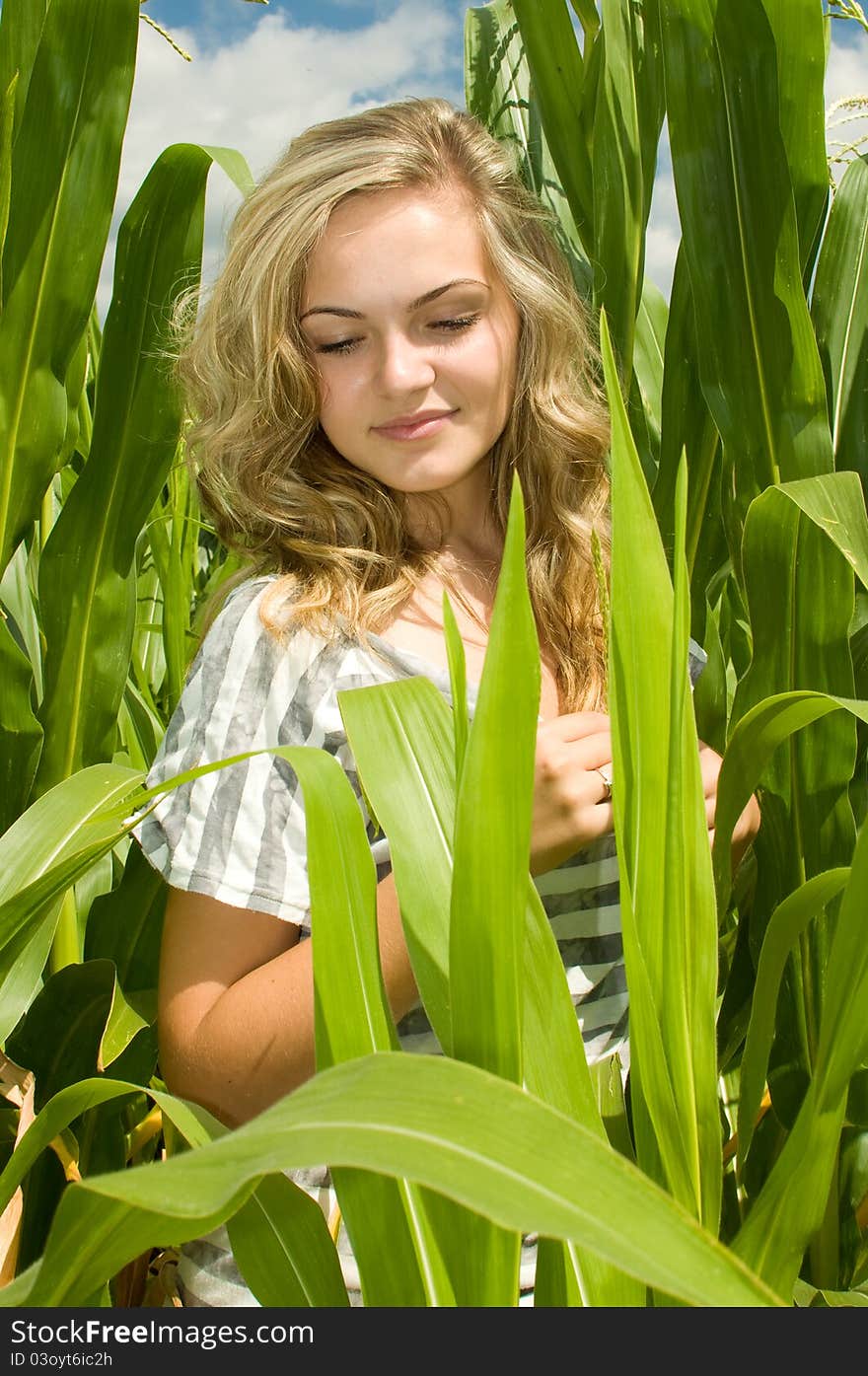 Sweetcorn field