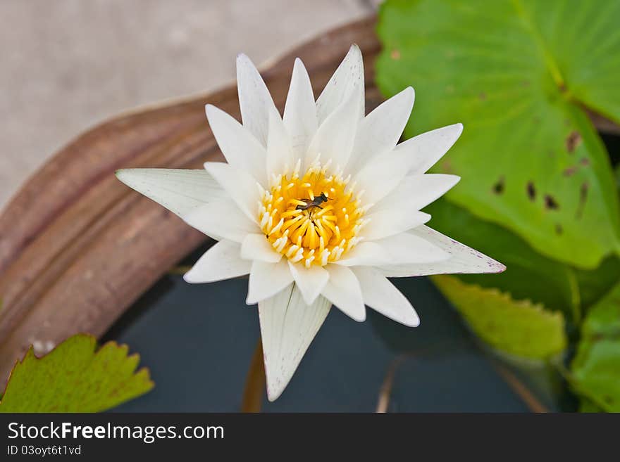 White flower in brown pot. White flower in brown pot