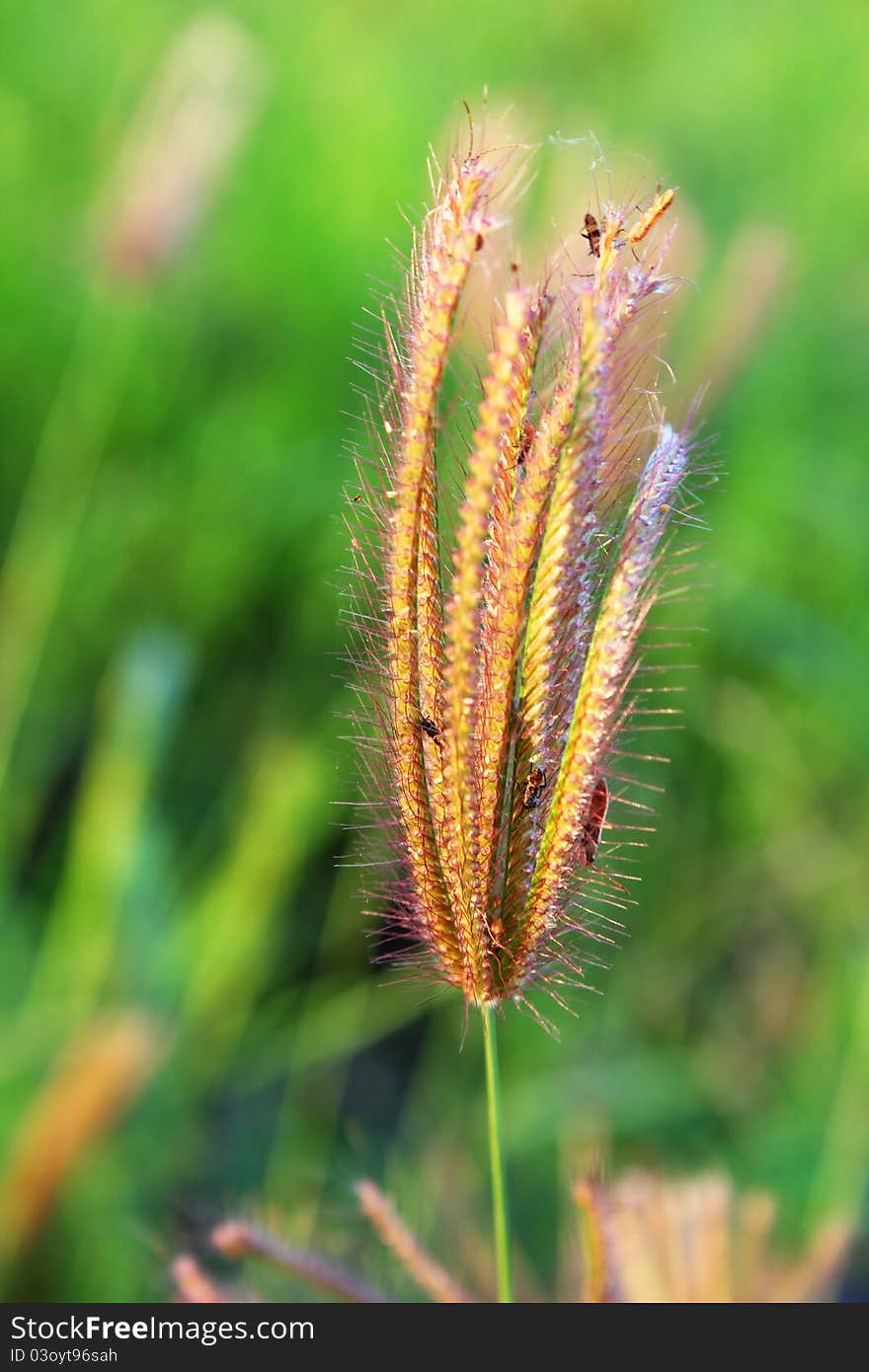 Flower grass or grass in field