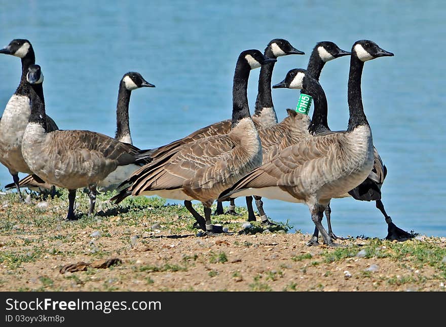 Banded geese