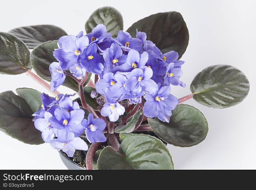 Violet viola flowers in a pot