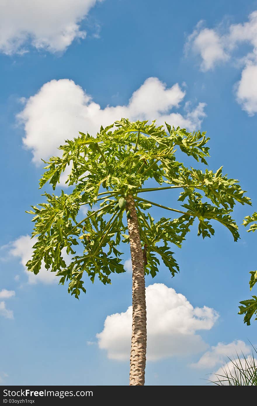 Papaya Tree And Blue Sky