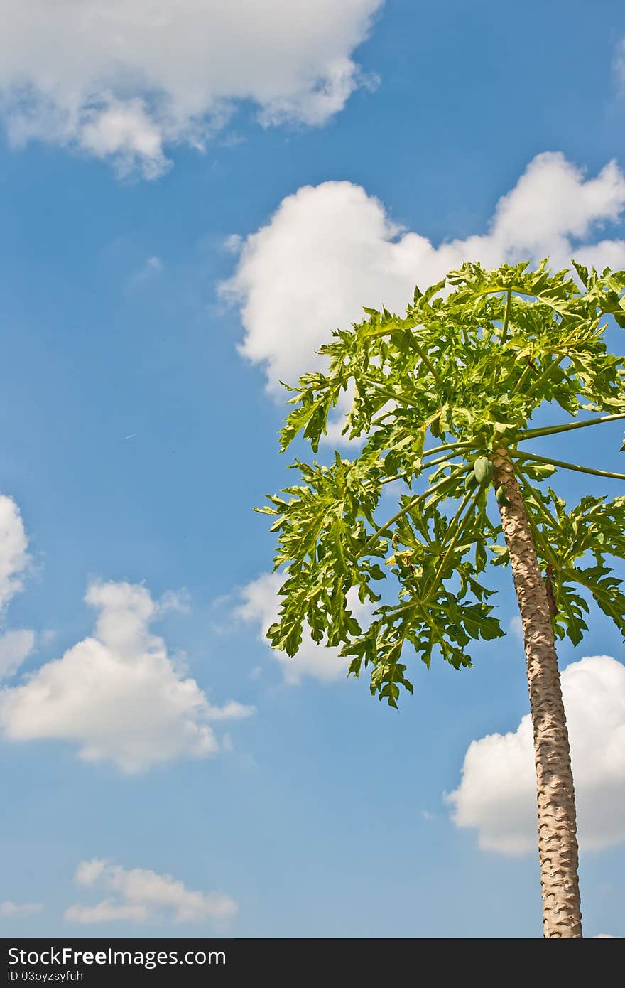 Fruit on the tree background clouds and blue sky. Fruit on the tree background clouds and blue sky