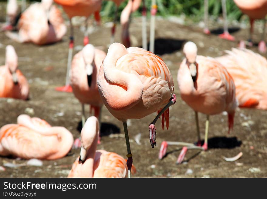 Relaxed sleeping flamingo bird outdoors