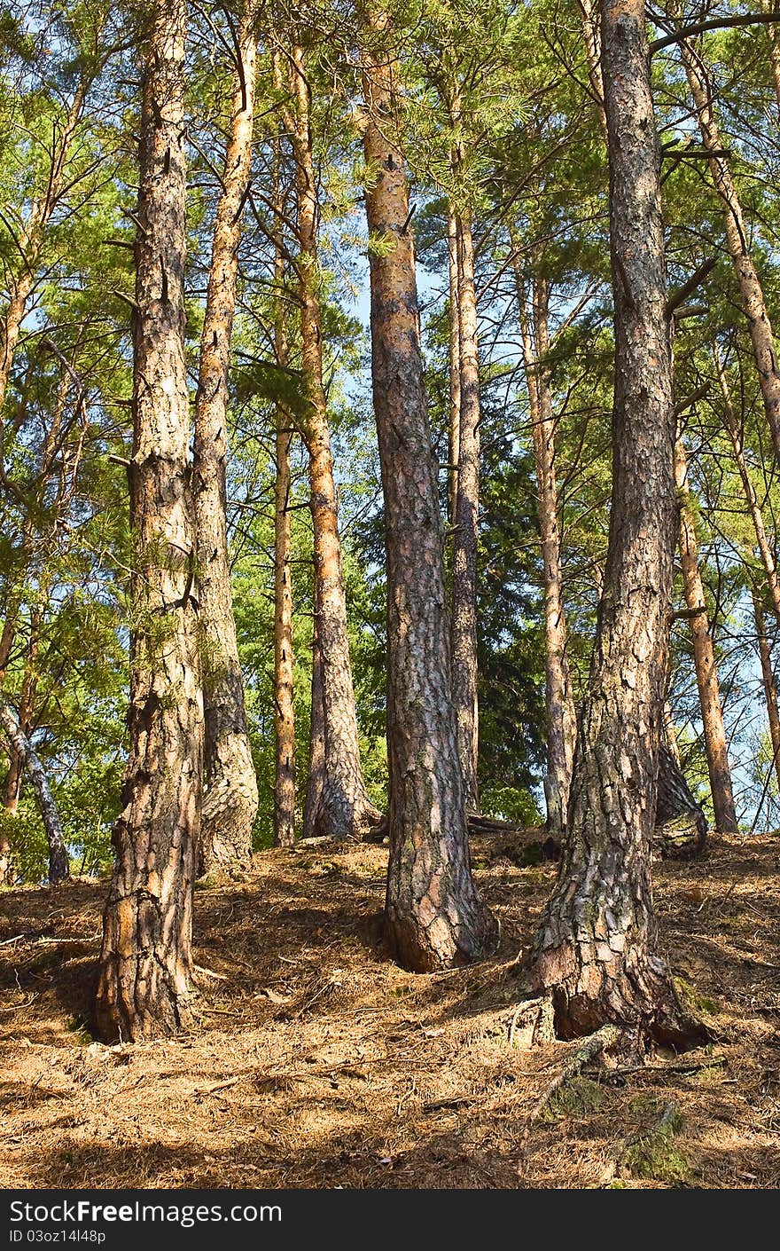 Pine forest