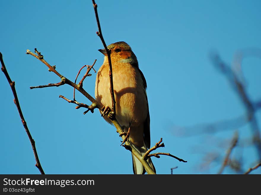 A Chaffinch