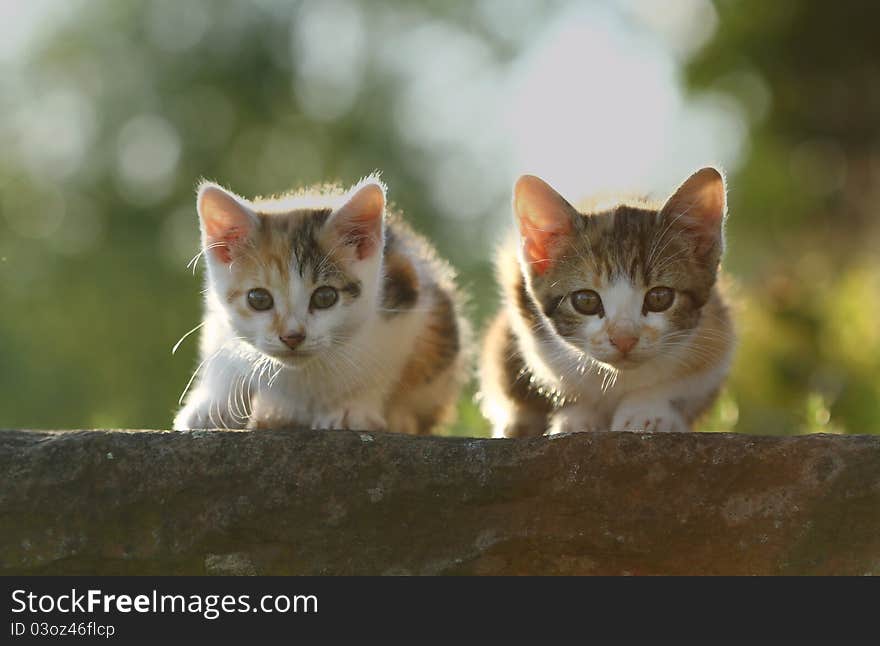 Two kitten looking like predators. Two kitten looking like predators