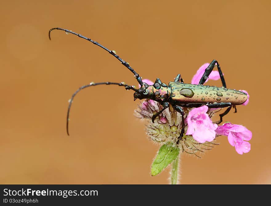 Longhorn beetle