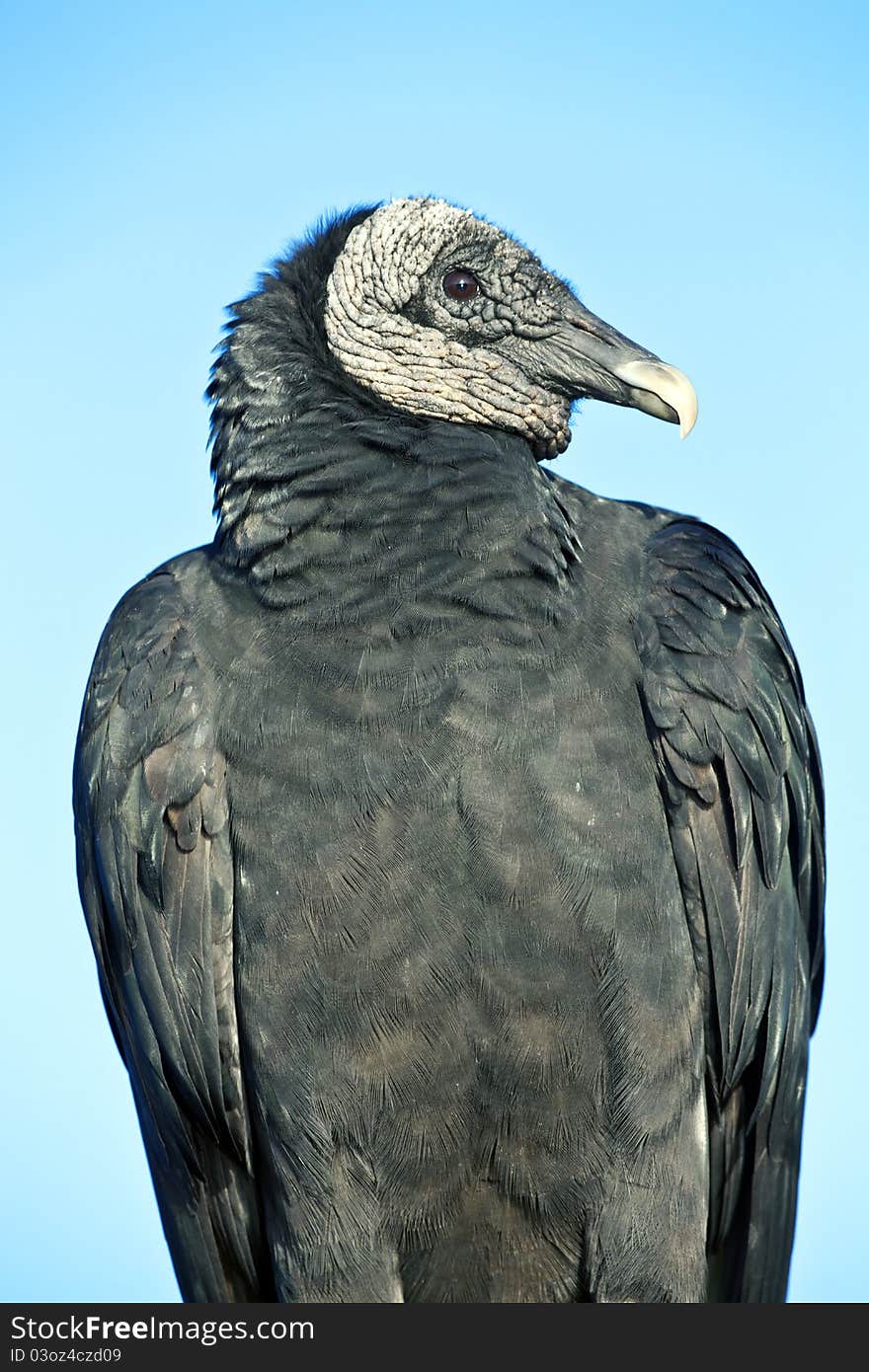 Black Vulture (Coragyps atratus)