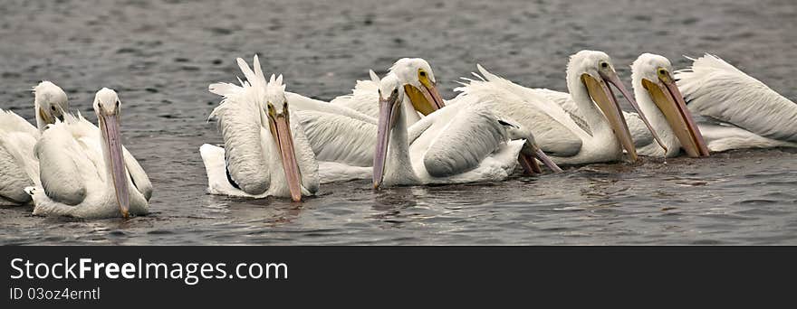 American white Pelican