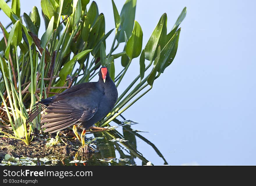 Common Moorhen (Gallinula chloropus)