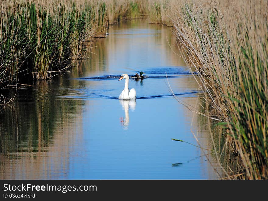 Graceful Swan