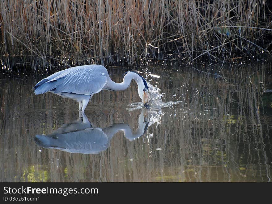 A Grey Heron catches the right moment for its next meal. A Grey Heron catches the right moment for its next meal