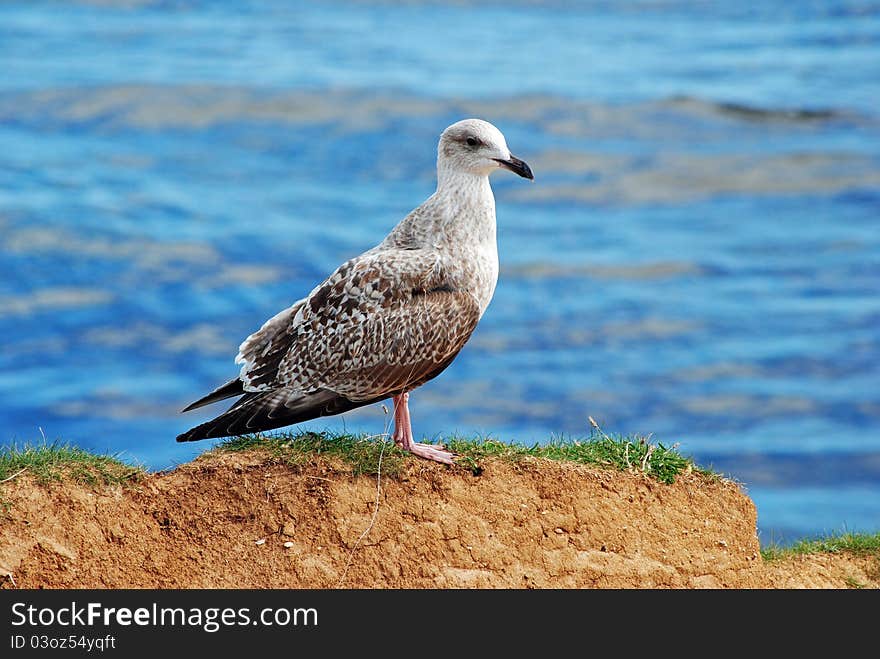 A Juvenile Herring Gull