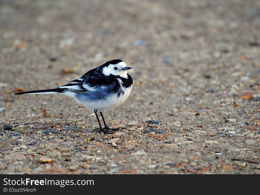 A Pied Wagtail