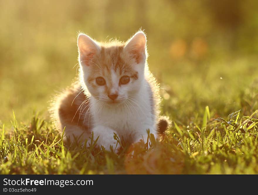 Hairy Kitten