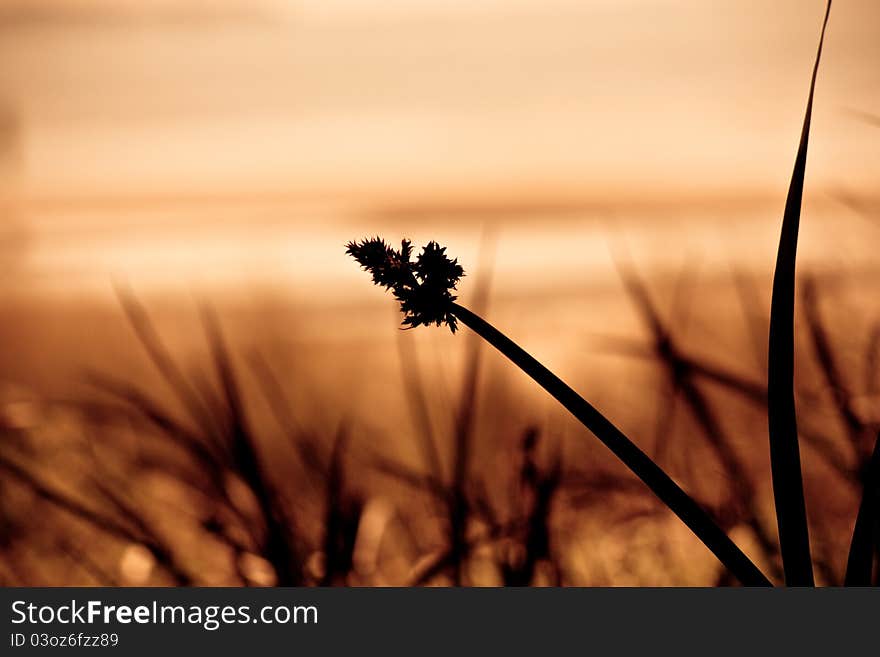 Silhouette image of sea grass